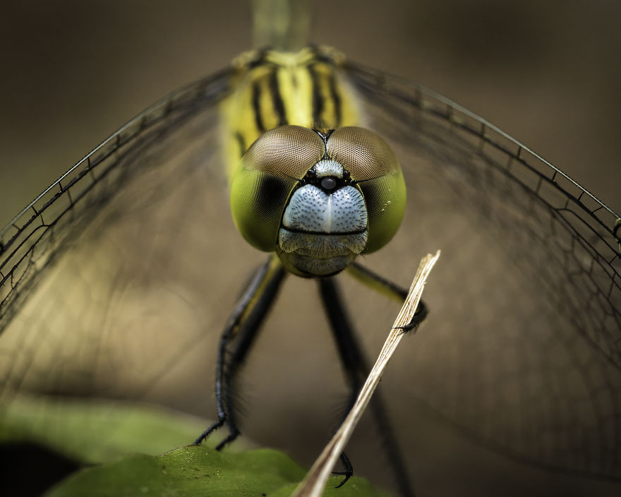 "Maestro." Chalky Percher Damselfly, Zambales, Philippines