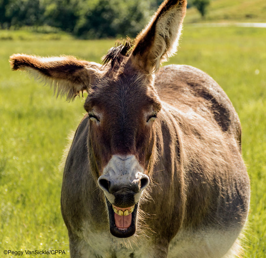 Laughing Burro
