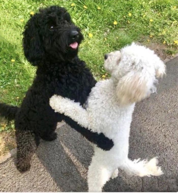 Dogs From The Same Litter Recognize Each Other When They Accidentally Meet On The Street Dogs From The Same Litter Recognize Each Other When They Accidentally Meet On The Street