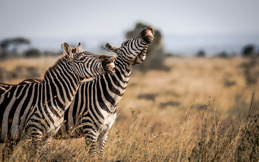 "Laughing Stock." Zebra, Nairobi National Park, Kenya