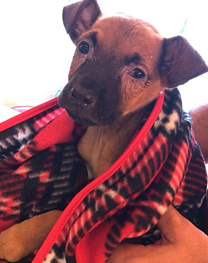 17-Year-Old Opens A Unique Animal Shelter And He Has Already Rescued 22 Dogs And 4 Cats 17-Year-Old Opens A Unique Animal Shelter And He Has Already Rescued 22 Dogs And 4 Cats