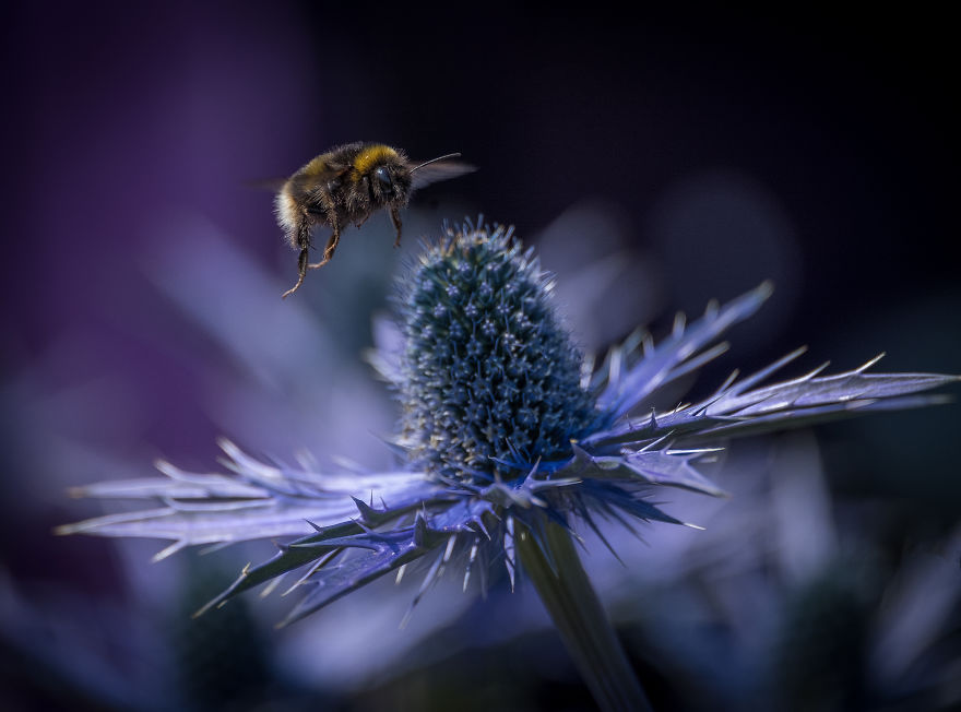 The Bees Venture Out