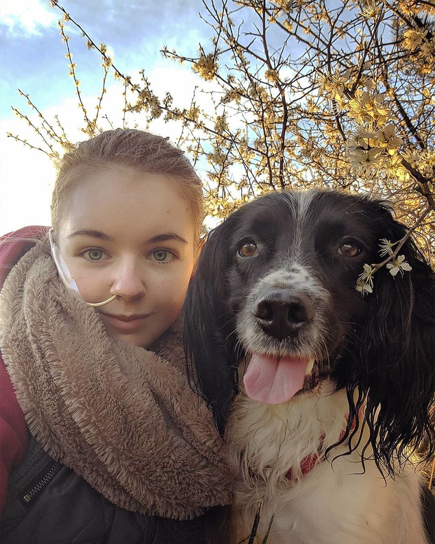 A Girl With A Disability Has The Most Adorable Helper - A Springer Spaniel Named Ted (17 Pics)