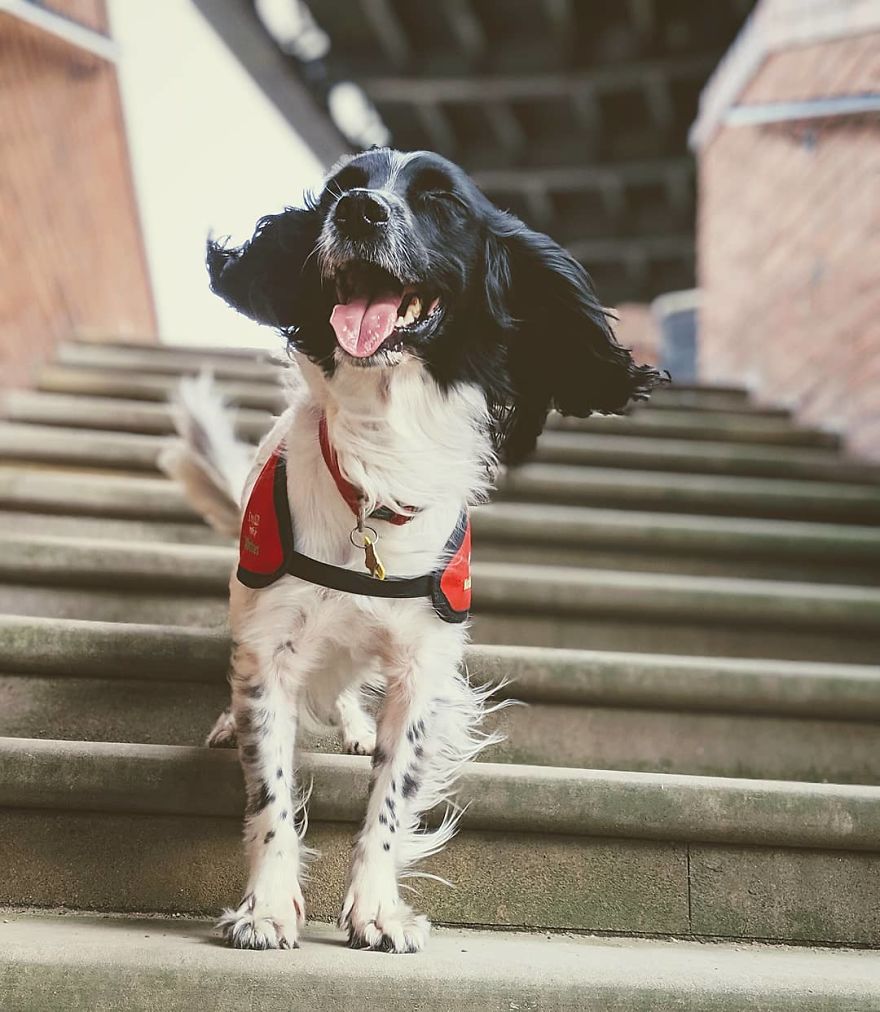 A Girl With A Disability Has The Most Adorable Helper - A Springer Spaniel Named Ted (17 Pics)