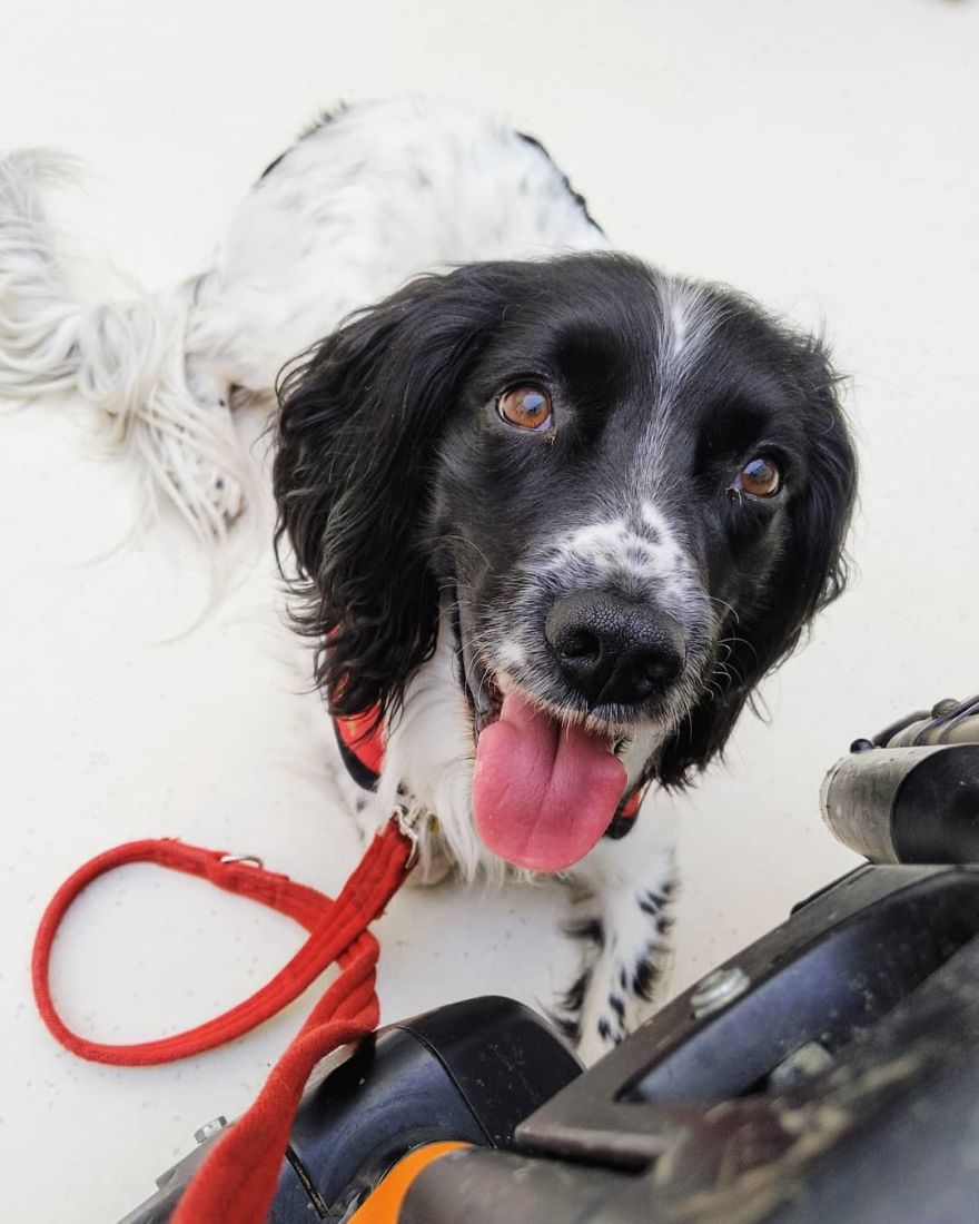 A Girl With A Disability Has The Most Adorable Helper - A Springer Spaniel Named Ted (17 Pics)