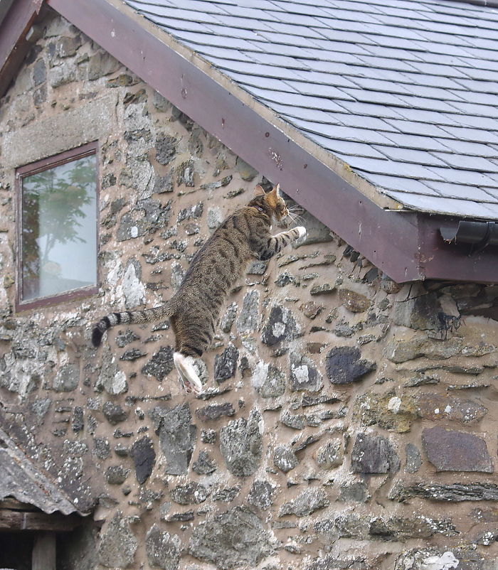 The Free-Running Cat