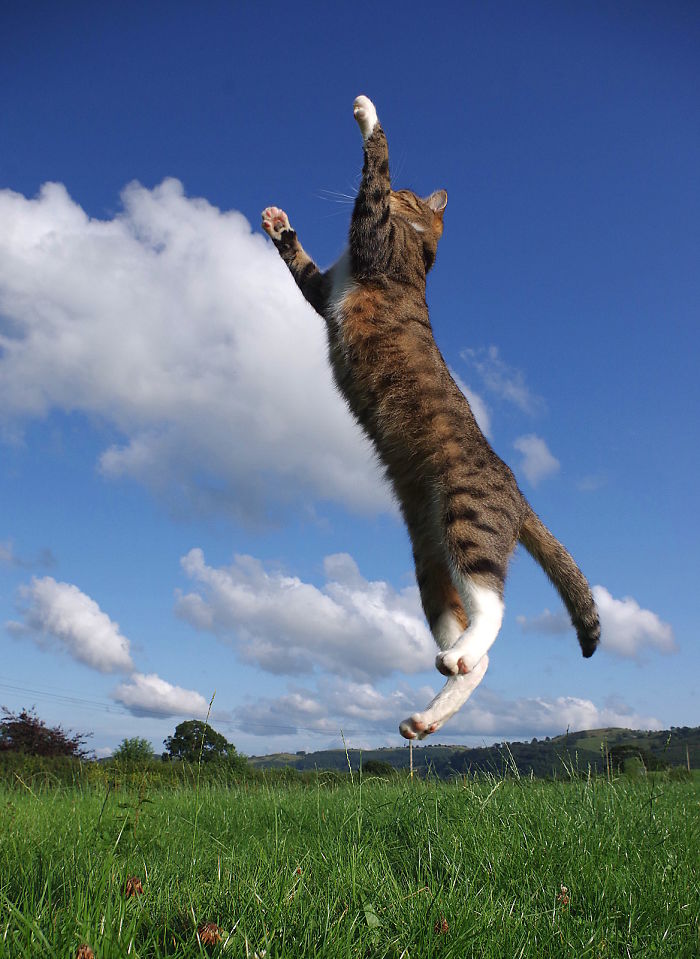 The Flying Cat
