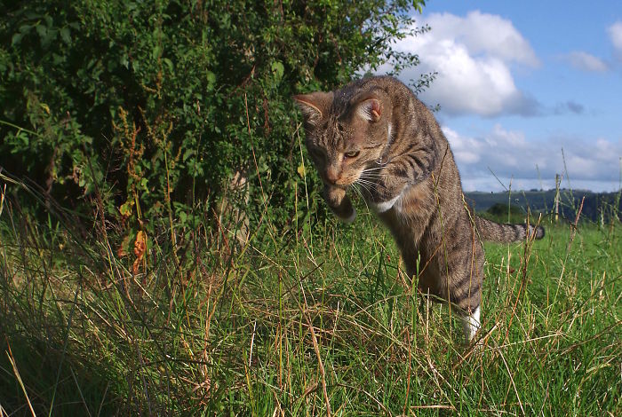 The Hunting Cat