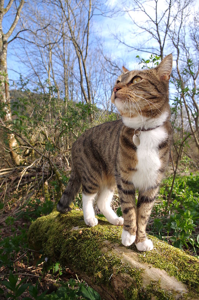 The Woodland Cat