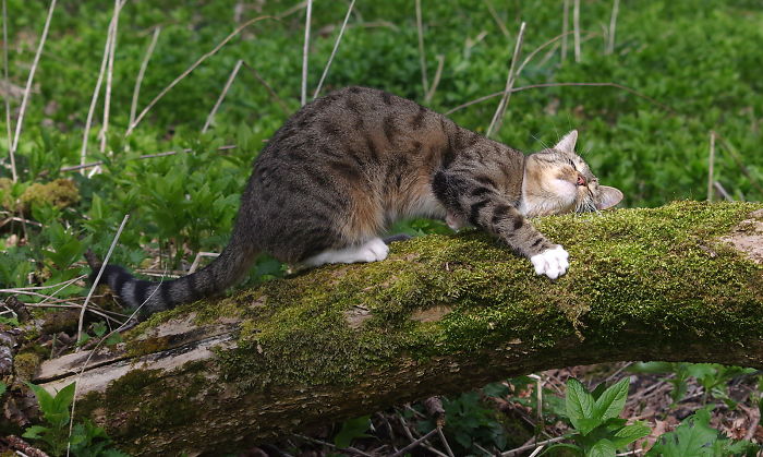 The Tree-Hugging Cat