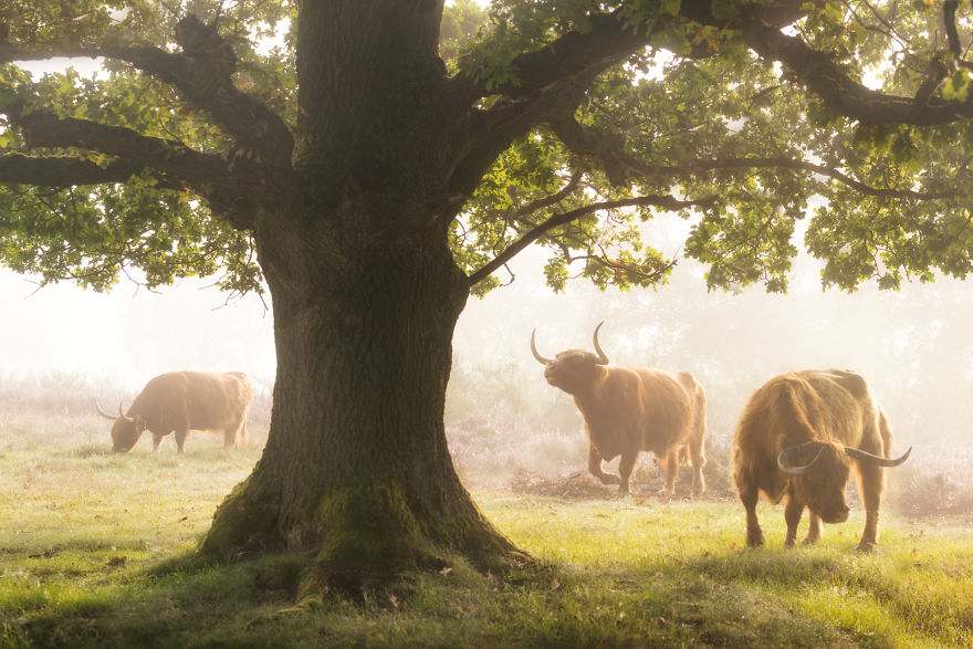 Why The Netherlands Is The Most Beautiful Country In The World!