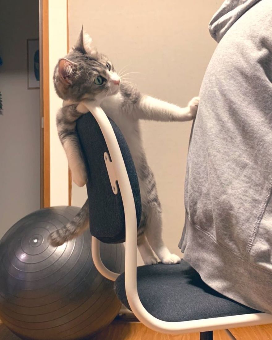 This Funny Cat Takes Over Twitter By Trying To Prevent Her Owner From Sitting On Her Chair