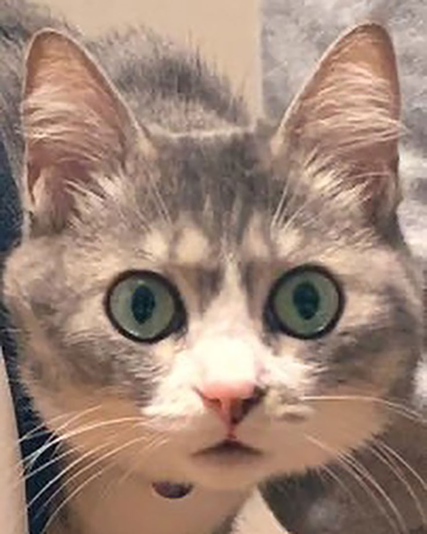 This Funny Cat Takes Over Twitter By Trying To Prevent Her Owner From Sitting On Her Chair This Funny Cat Takes Over Twitter By Trying To Prevent Her Owner From Sitting On Her Chair