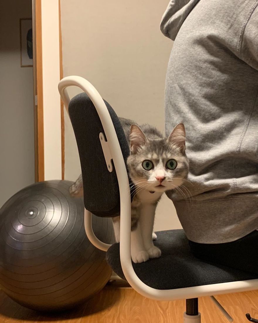 This Funny Cat Takes Over Twitter By Trying To Prevent Her Owner From Sitting On Her Chair This Funny Cat Takes Over Twitter By Trying To Prevent Her Owner From Sitting On Her Chair