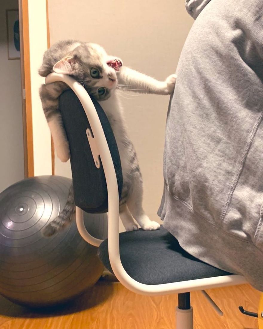 This Funny Cat Takes Over Twitter By Trying To Prevent Her Owner From Sitting On Her Chair