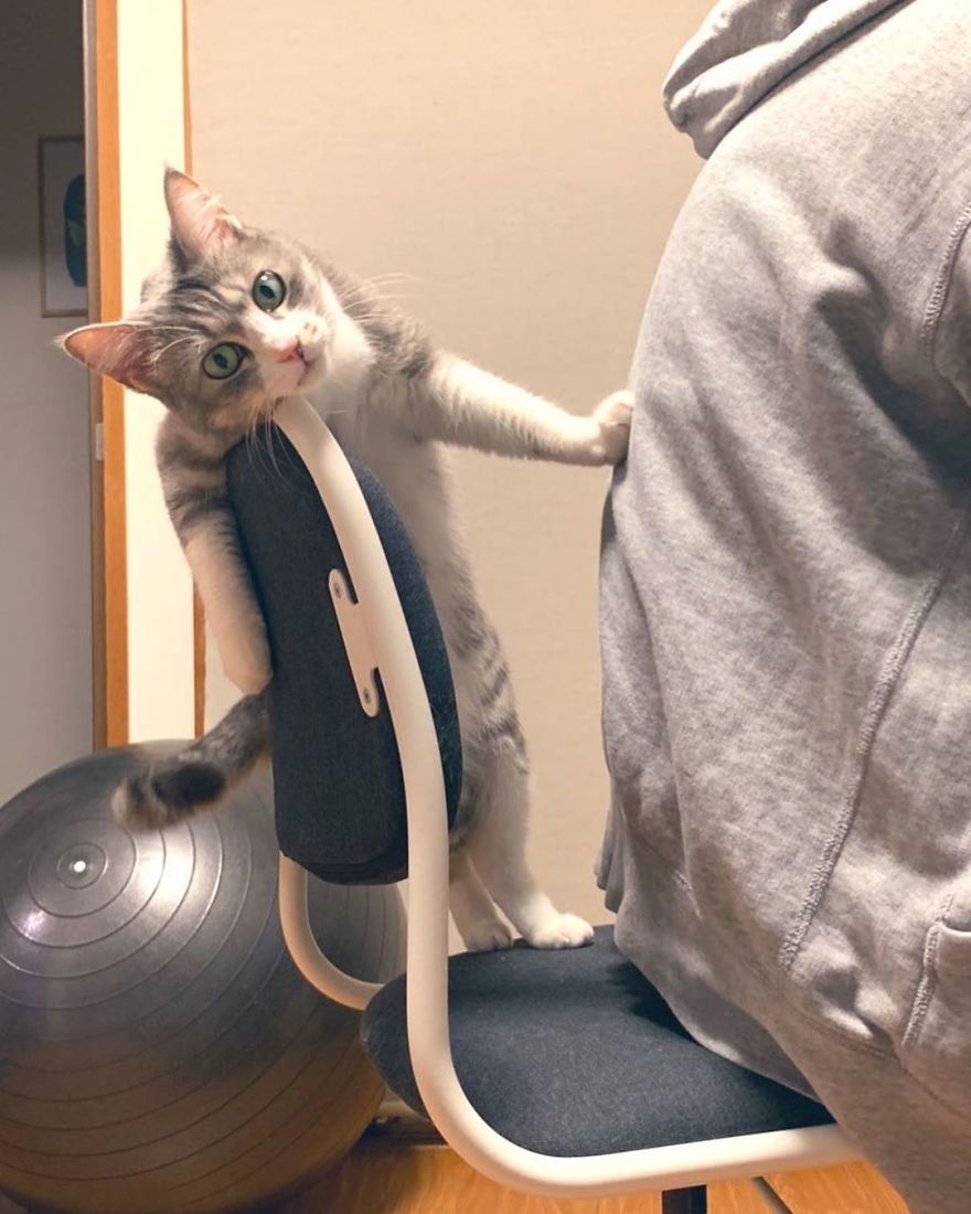 This Funny Cat Takes Over Twitter By Trying To Prevent Her Owner From Sitting On Her Chair This Funny Cat Takes Over Twitter By Trying To Prevent Her Owner From Sitting On Her Chair