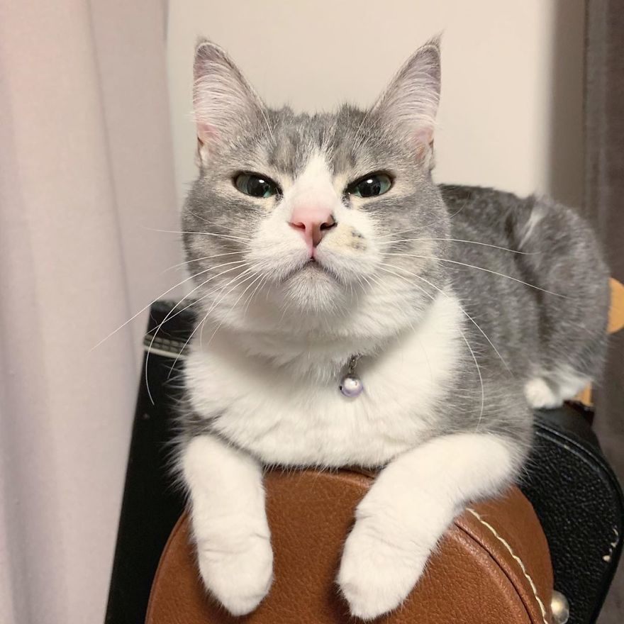 This Funny Cat Takes Over Twitter By Trying To Prevent Her Owner From Sitting On Her Chair This Funny Cat Takes Over Twitter By Trying To Prevent Her Owner From Sitting On Her Chair