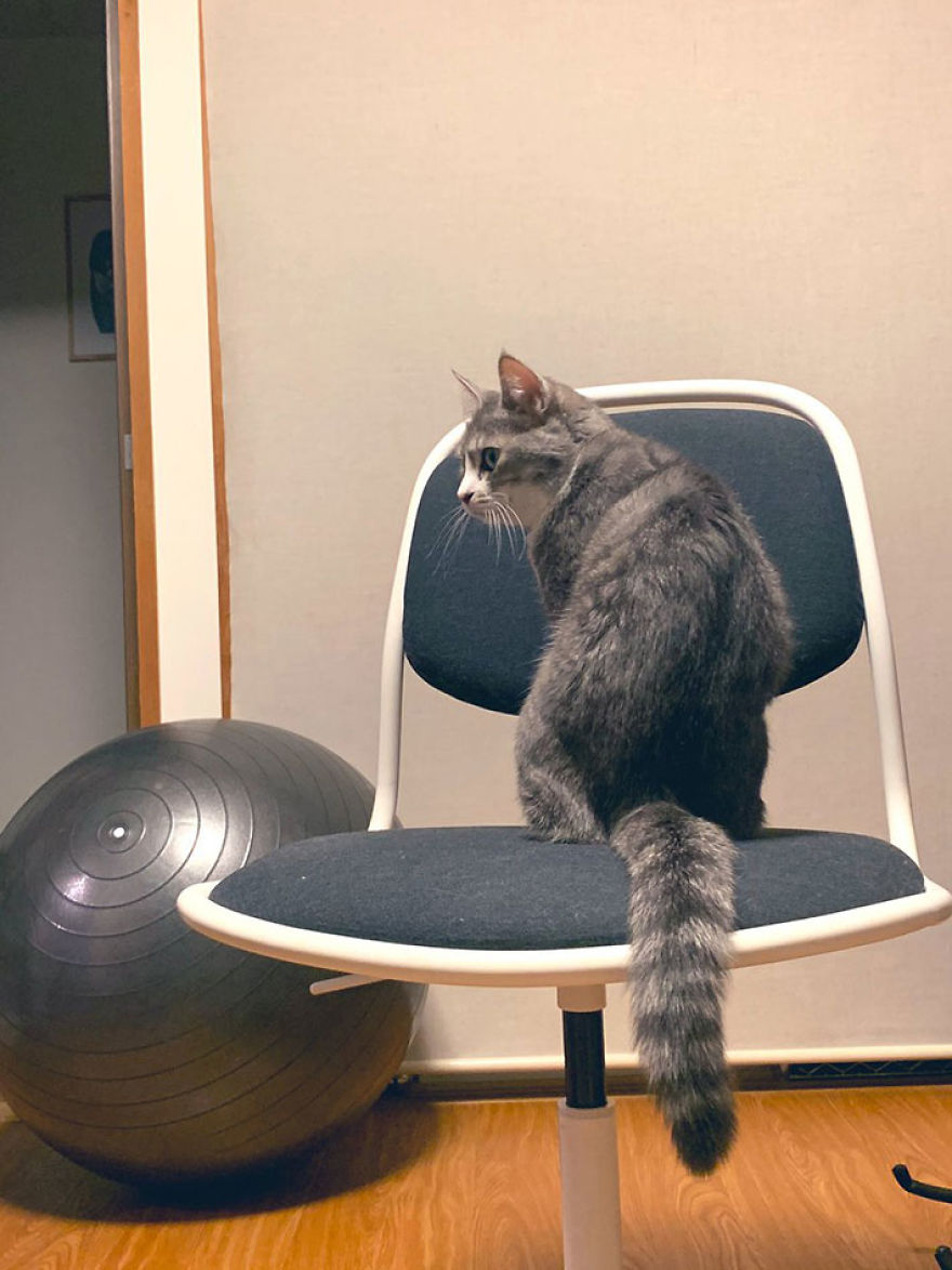 This Funny Cat Takes Over Twitter By Trying To Prevent Her Owner From Sitting On Her Chair This Funny Cat Takes Over Twitter By Trying To Prevent Her Owner From Sitting On Her Chair
