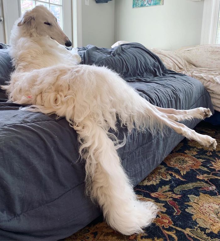 Very long dog relaxing on a couch with its snout and legs stretched out, showcasing its elegant posture.