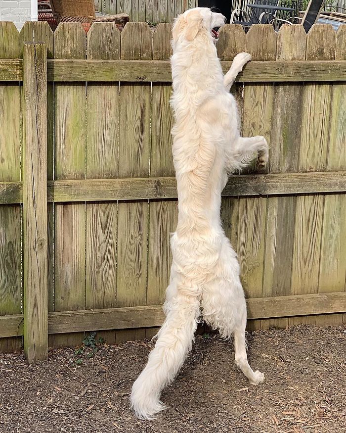 Long dog with a 12.2-inch snout standing on hind legs, peeking over a wooden fence in a backyard.