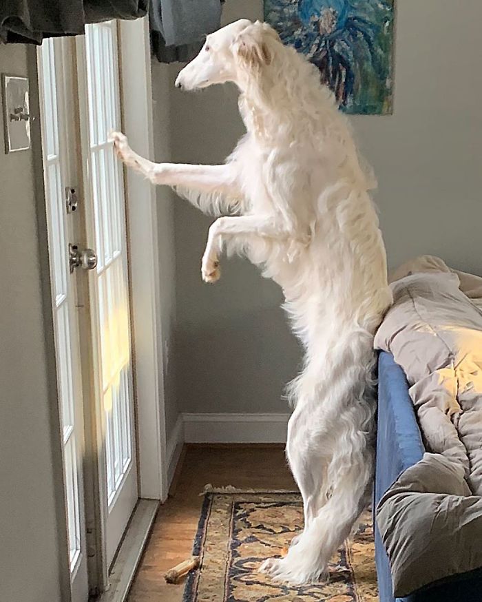 Very long dog with a 12.2-inch snout standing on hind legs by a door in a cozy room. Very long dog with a 12.2-inch snout standing on hind legs by a door in a cozy room.