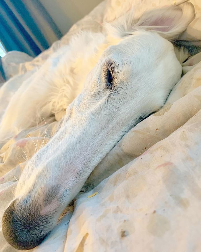 Very long dog with 12.2-inch snout resting on a bed.