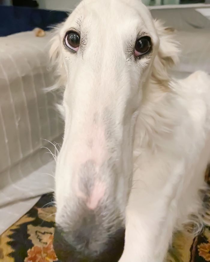 Long white dog with a 12.2-inch snout lying on a patterned rug, capturing attention and adoration online.