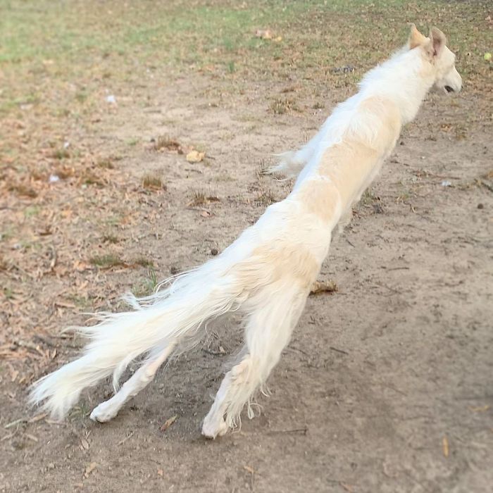 Very long dog with a 12.2-inch snout walking in a park, showcasing its unique and striking appearance.