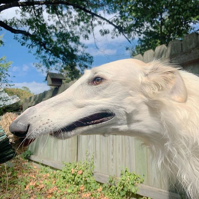 Long dog with a 12.2-inch snout in a backyard, surrounded by a wooden fence and green foliage.