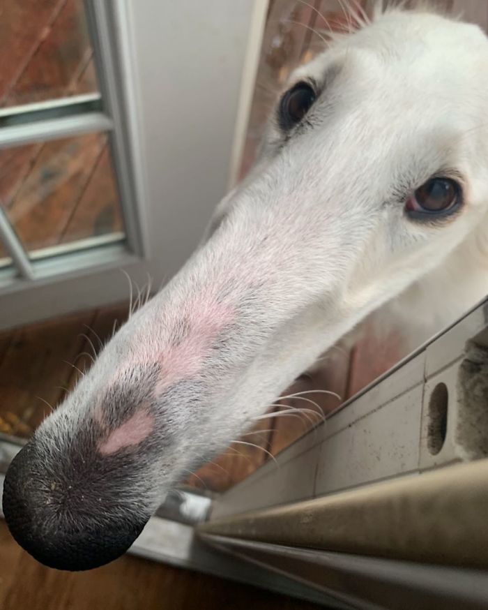 Very long dog with exceptionally long 12.2-inch snout peeking through a door. Very long dog with exceptionally long 12.2-inch snout peeking through a door.