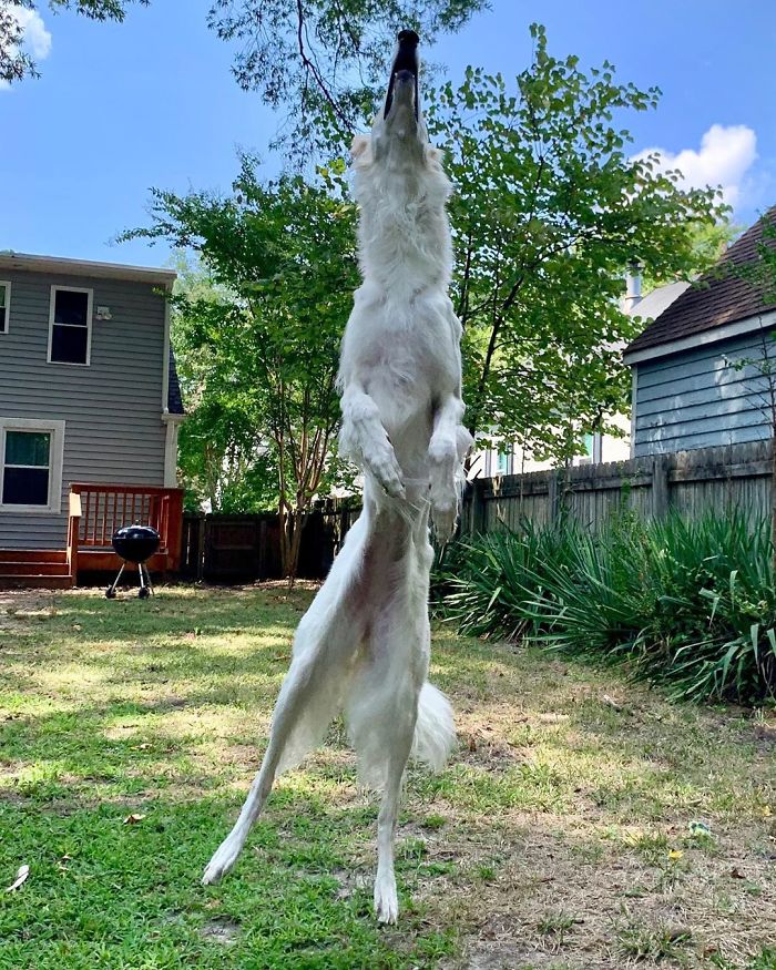 Very long dog jumping in a backyard, showing its impressive 12.2-inch snout. Very long dog jumping in a backyard, showing its impressive 12.2-inch snout.