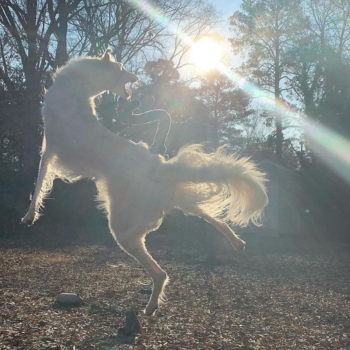 Very long dog with a 12.2-inch snout jumping playfully outdoors in the sunshine. Very long dog with a 12.2-inch snout jumping playfully outdoors in the sunshine.