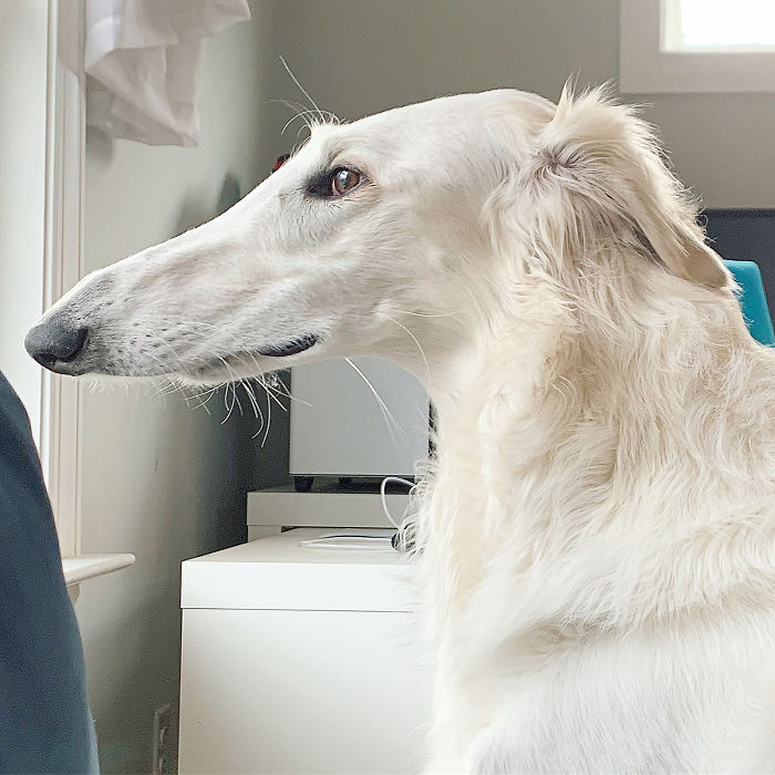 Long dog with a 12.2-inch snout, white fur, sitting indoors by a window. Long dog with a 12.2-inch snout, white fur, sitting indoors by a window.