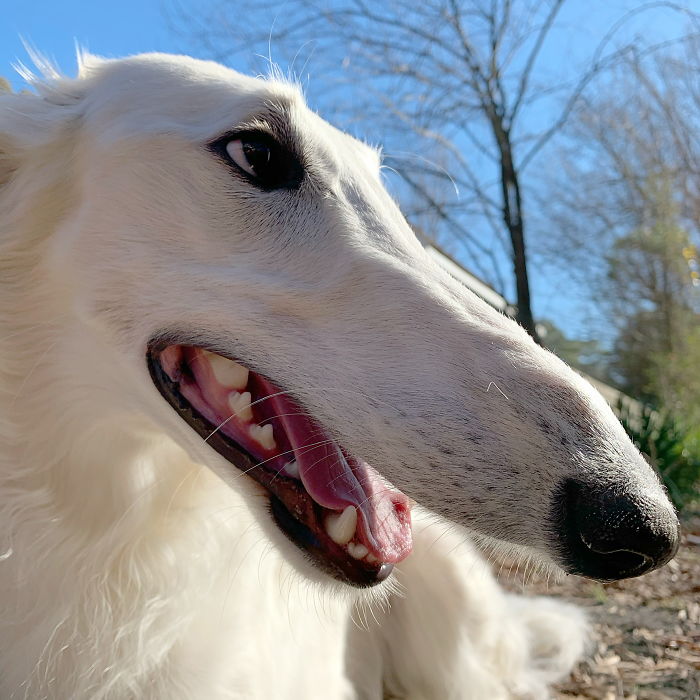 A very long dog with a 12.2-inch snout smiling outdoors against a clear blue sky.