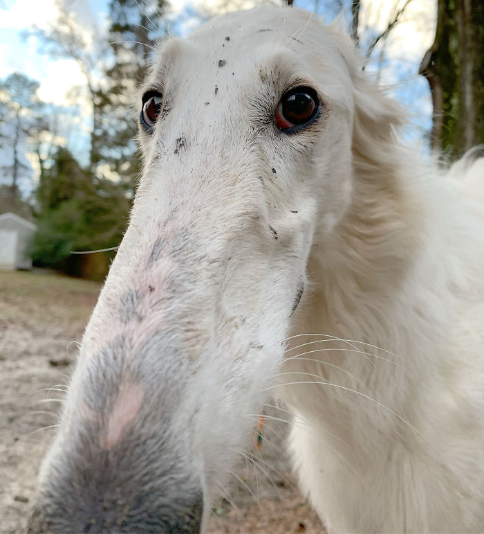 Close-up of a very long dog with an exceptionally long snout, outdoors in a wooded area. Close-up of a very long dog with an exceptionally long snout, outdoors in a wooded area.