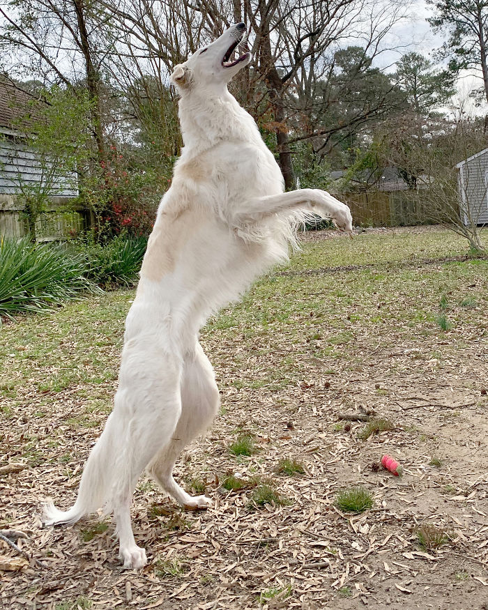 Very long dog with a 12.2-inch snout standing on hind legs in a garden setting.