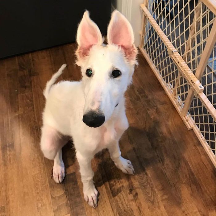 Long dog with a 12.2-inch snout sitting on wooden floor near a pet gate. Long dog with a 12.2-inch snout sitting on wooden floor near a pet gate.