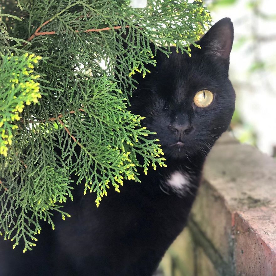 Cat Gets Injured And Can't Leave Home So His Owner Makes Him Art Gallery To Cheer Him Up