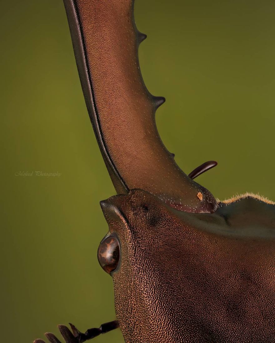 Cyclommatus Metallifer