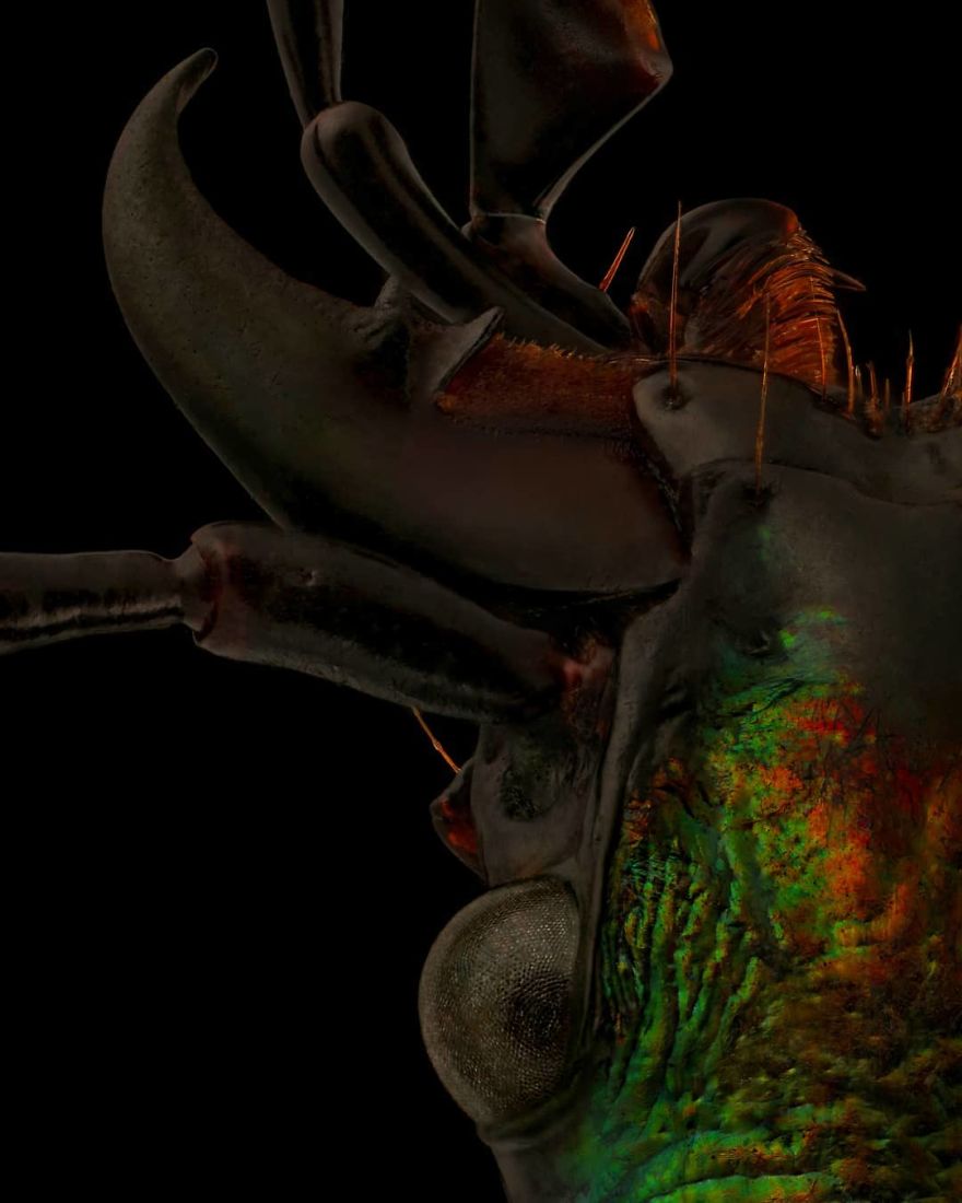 Carabus Rutilans Beetle