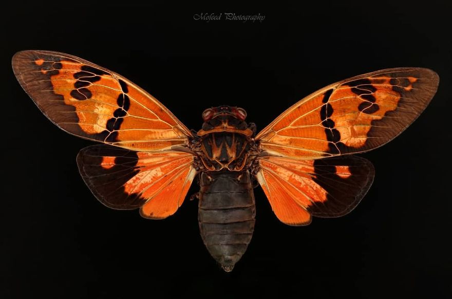 Orange Cicada