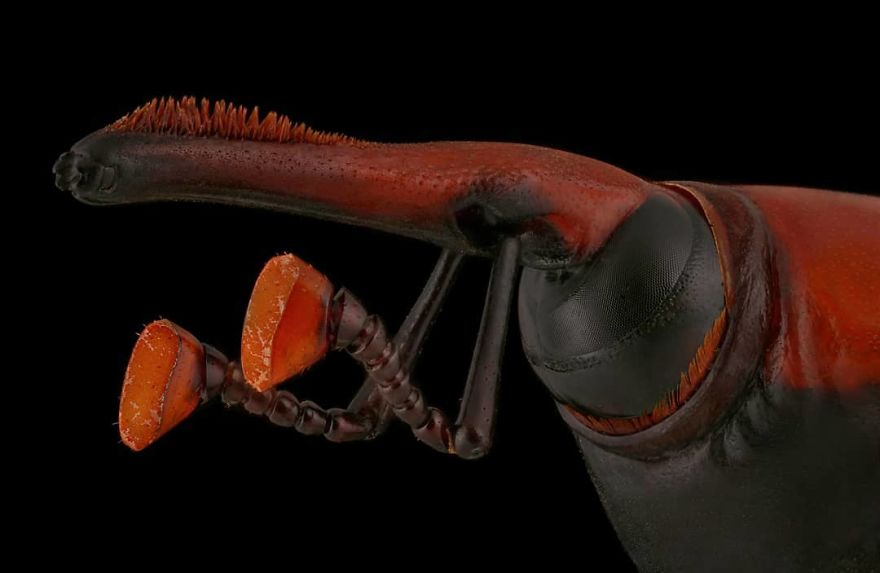 Rhynchophorus Ferrugineus