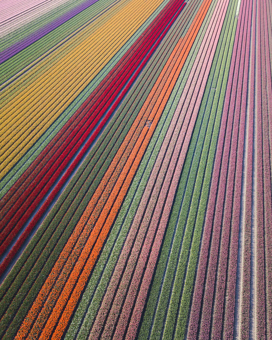 Tulip Fields In The Netherlands