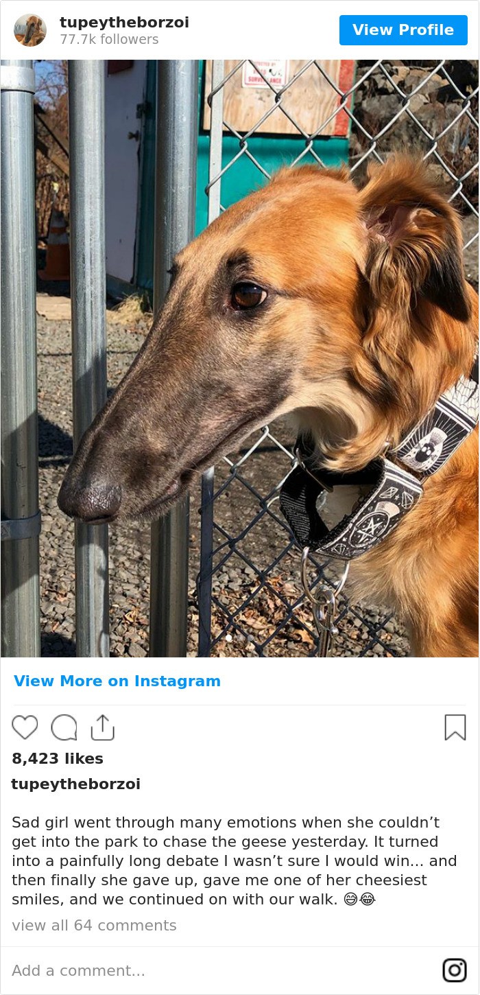 Sad Girl Went Through Many Emotions When She Couldn’t Get Into The Park To Chase The Geese Yesterday. It Turned Into A Painfully Long Debate I Wasn’t Sure I Would Win... And Then Finally She Gave Up, Gave Me One Of Her Cheesiest Smiles, And We Continued On With Our Walk. 😅😂