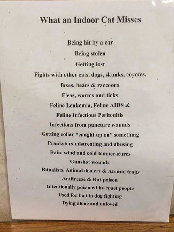 What-an-Indoor-Cat-Misses-Out-On-5eca45d1e25a9.jpg