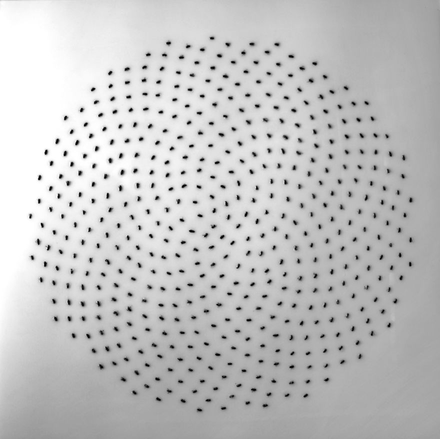 Why Am I Making Art From Thousands Of Dead Bees?