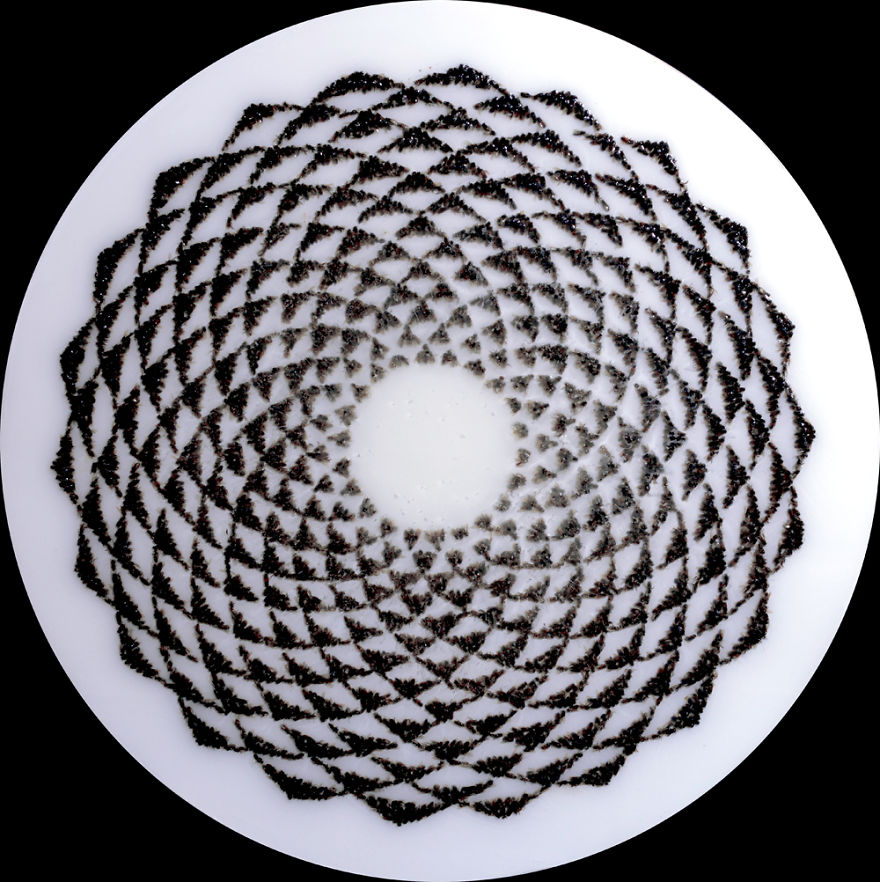 Why Am I Making Art From Thousands Of Dead Bees?