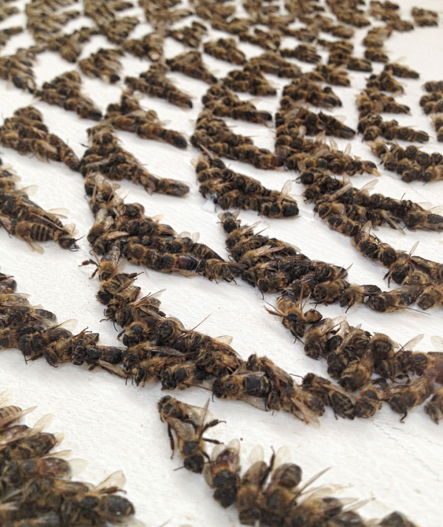 Why Am I Making Art From Thousands Of Dead Bees?
