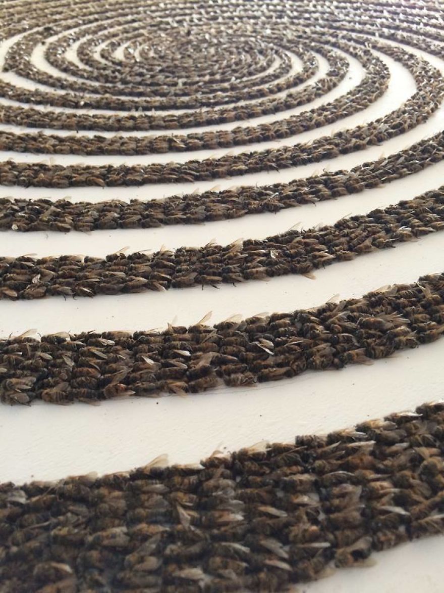Why Am I Making Art From Thousands Of Dead Bees?