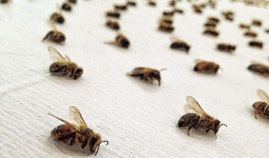 Why Am I Making Art From Thousands Of Dead Bees?